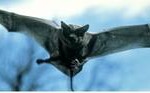 Bat in Flight